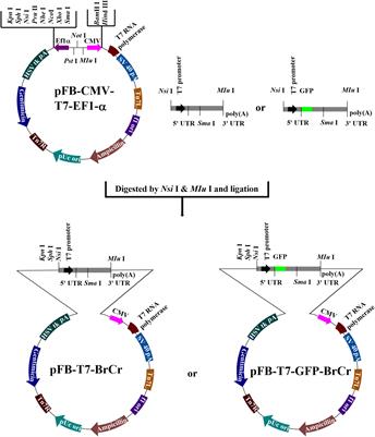 Recovery Infectious Enterovirus 71 by Bac-to-Bac Expression System in vitro and in vivo